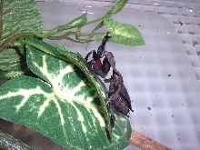 female ghost mantis
