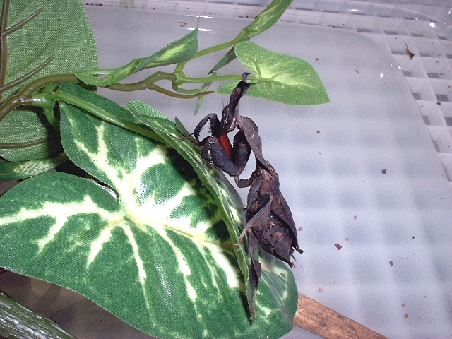 female ghost mantis