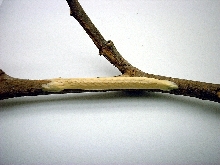 ghost ootheca