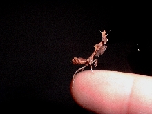 young ghost mantis