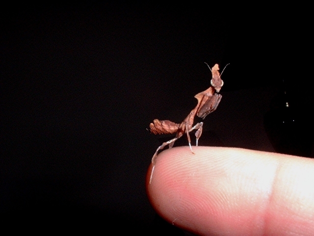 young ghost mantis