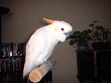 New Citron Cockatoo