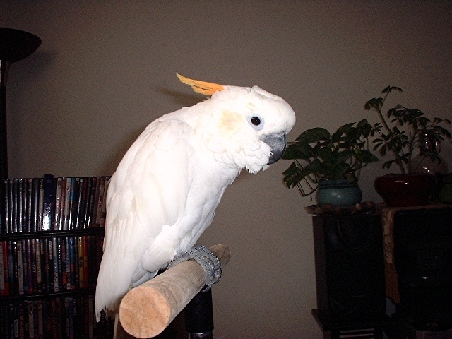 New Citron Cockatoo