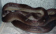 New Papuan python....9ft