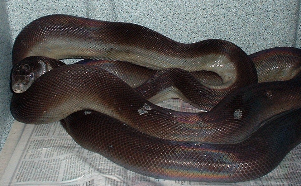 New Papuan python....9ft