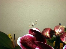 unicorn mantis