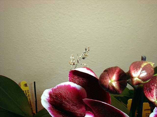 unicorn mantis
