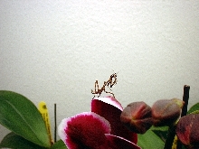 another unicorn pic....