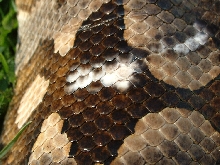white scales