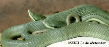Philodryas baroni