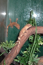 Cambodia