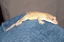 camb