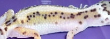 zoom in of Pepe