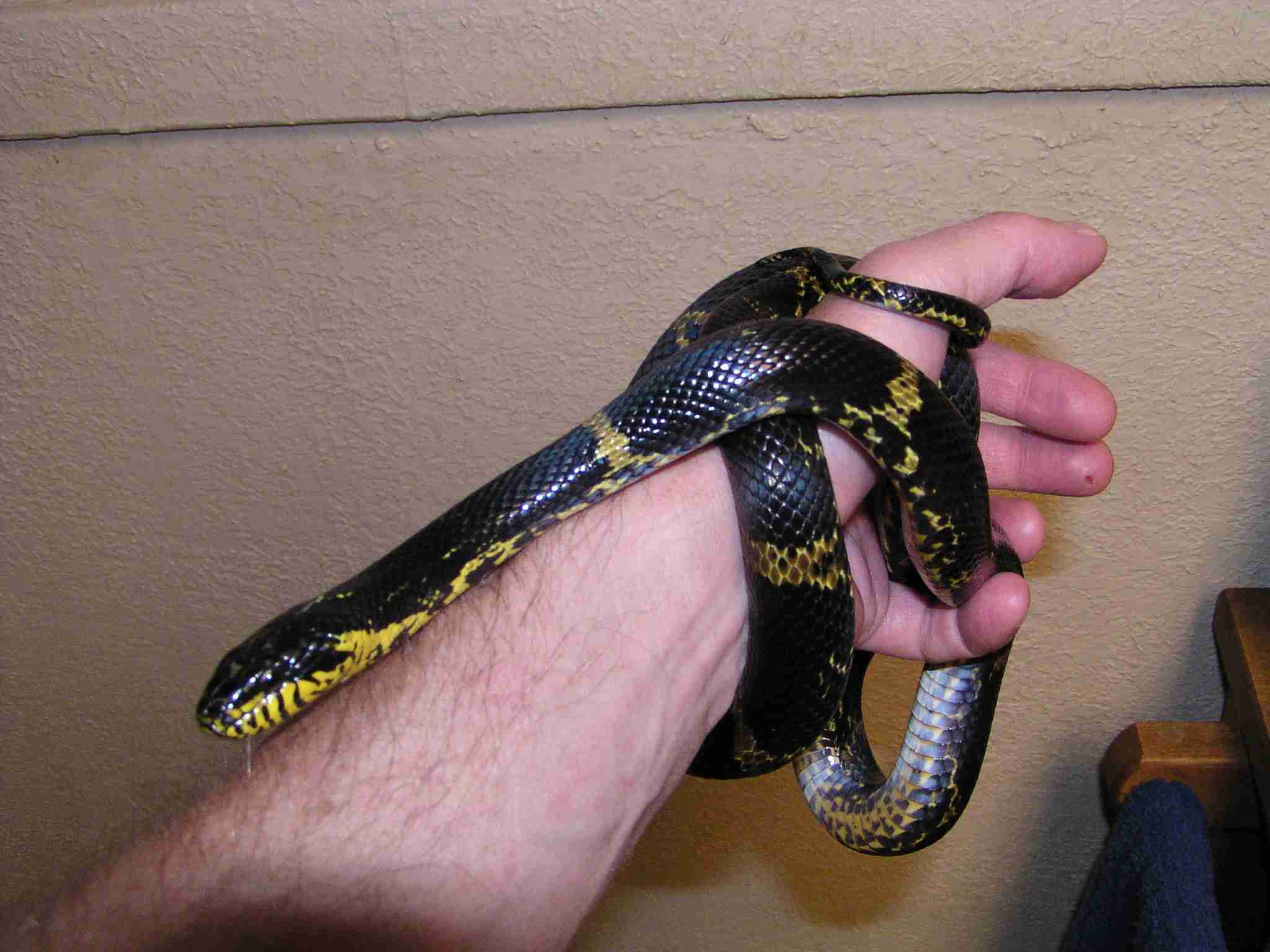 Male Russian Ratsnake