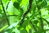 Unknown Snake