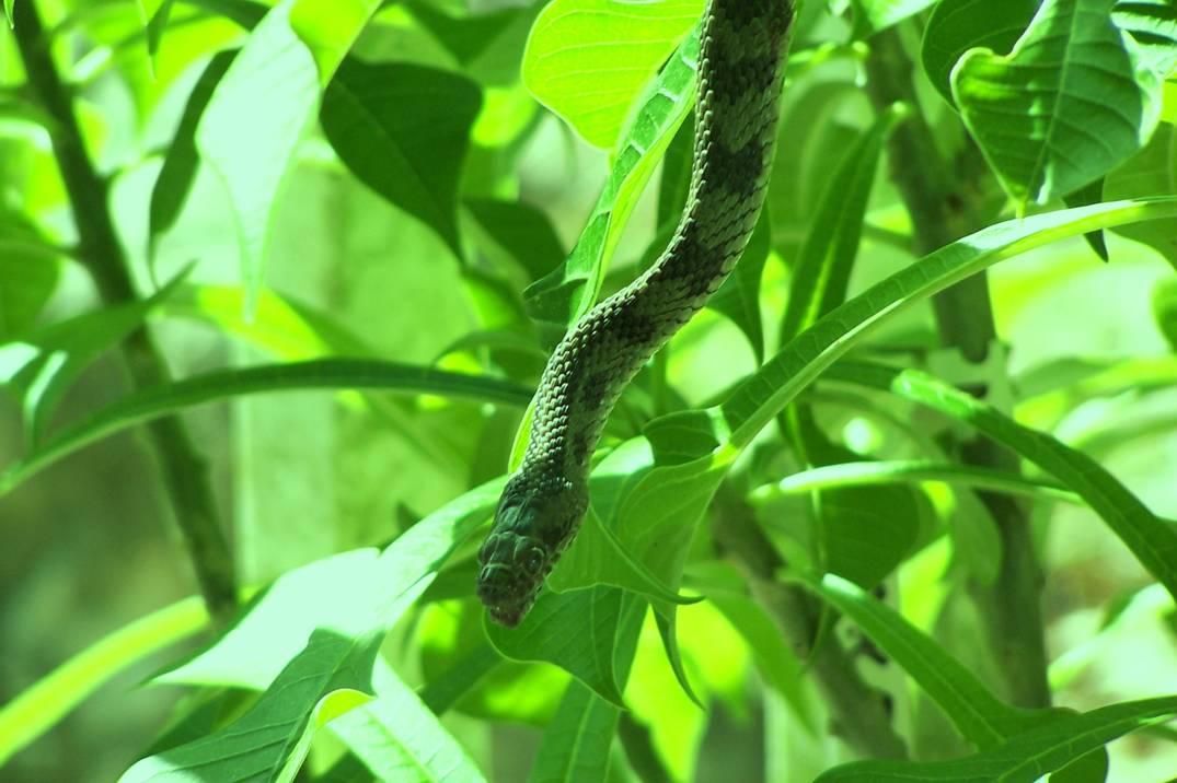 Unknown Snake