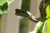 Another shot of unknown snake