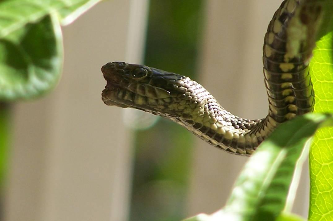 Another shot of unknown snake