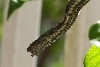 Third shot of unknown snake