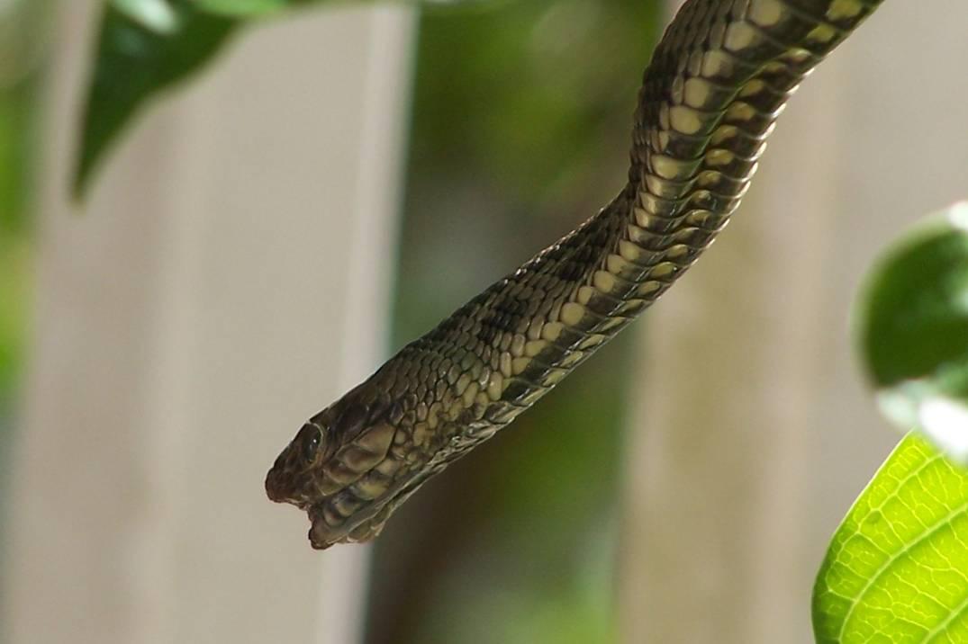 Third shot of unknown snake