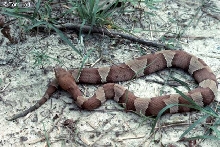 Wilson Co. laticinctus
