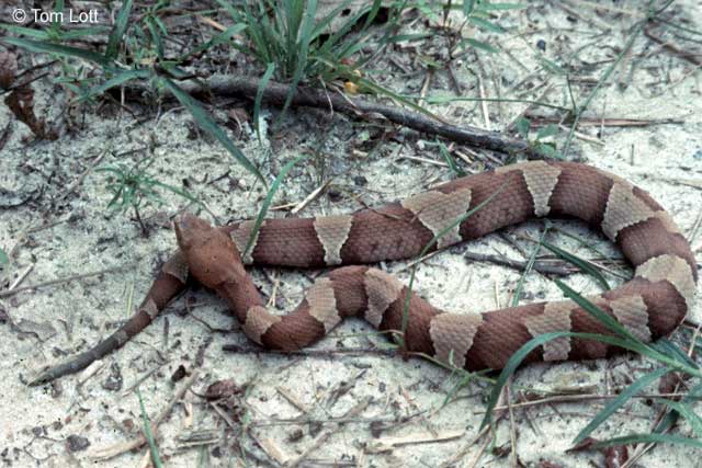 Wilson Co. laticinctus