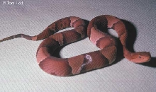 Wilson Co. laticinctus