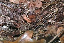 Wilson Co. laticinctus