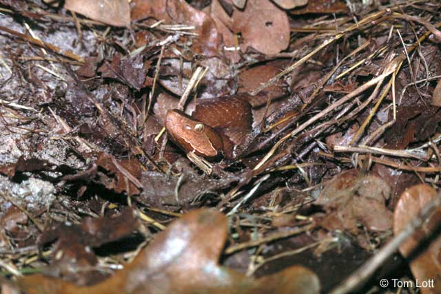 Wilson Co. laticinctus