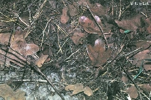 Wilson Co. laticinctus