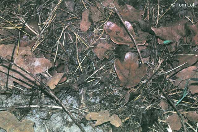 Wilson Co. laticinctus