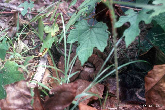 Wilson Co. laticinctus