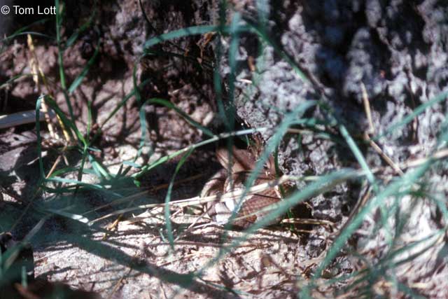 Wilson Co. laticinctus
