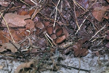 Wilson Co. laticinctus