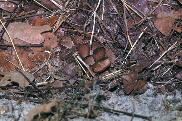 Wilson Co. laticinctus