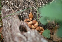 Wilson Co. laticinctus
