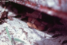 Wilson Co. laticinctus