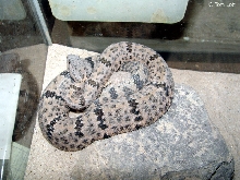 Crotalus l. lepidus