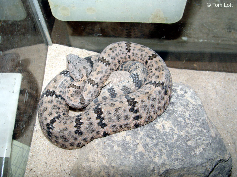 Crotalus l. lepidus