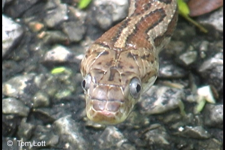 Elaphe flavirufa, Belize, '02