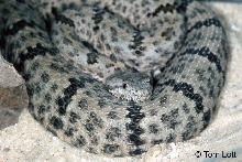 C. l. lepidus