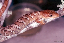 Texas Alligator Lizard