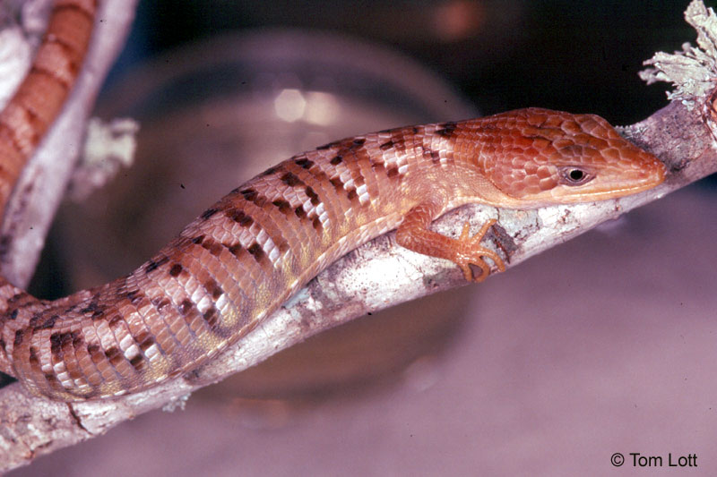 Texas Alligator Lizard