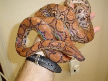 Rainbow Boa