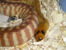female woma