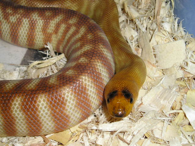 female woma
