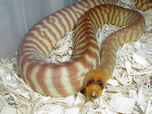 Woma Python