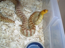 Woma Python