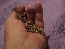 WC Bull Snake