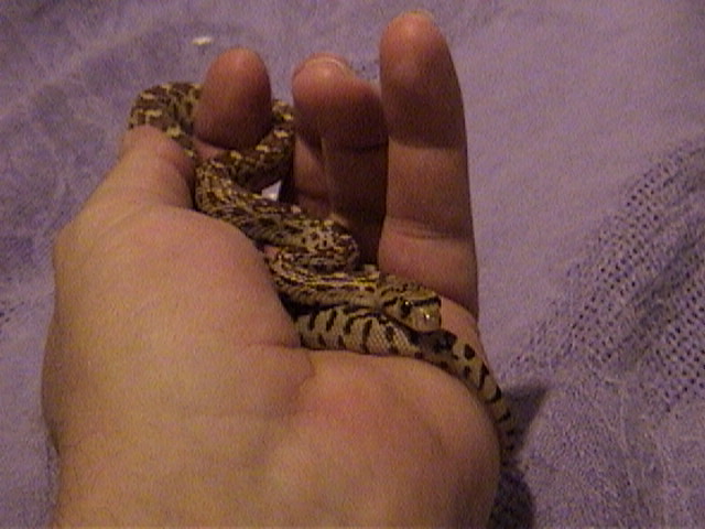 WC Bull Snake